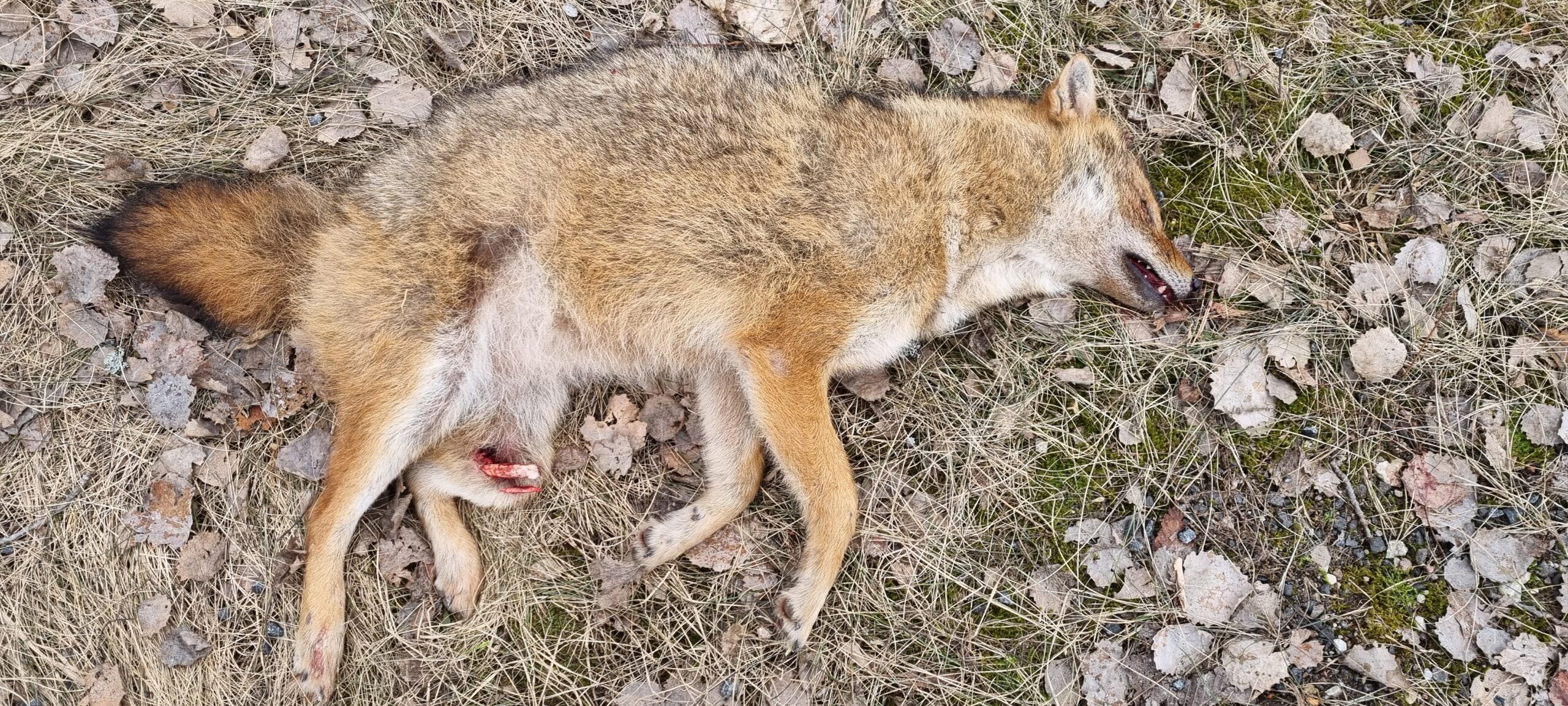 Hiiumaal auto all ajäänud šaakal (foto Maie Vikerpuur